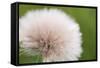 Rockefeller State Park Preserve, New York, USA Close up of a flora puff.-Karen Ann Sullivan-Framed Stretched Canvas