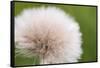 Rockefeller State Park Preserve, New York, USA Close up of a flora puff.-Karen Ann Sullivan-Framed Stretched Canvas