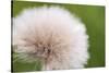 Rockefeller State Park Preserve, New York, USA Close up of a flora puff.-Karen Ann Sullivan-Stretched Canvas