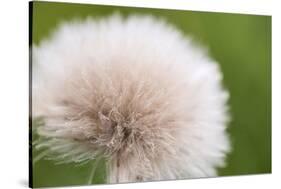 Rockefeller State Park Preserve, New York, USA Close up of a flora puff.-Karen Ann Sullivan-Stretched Canvas