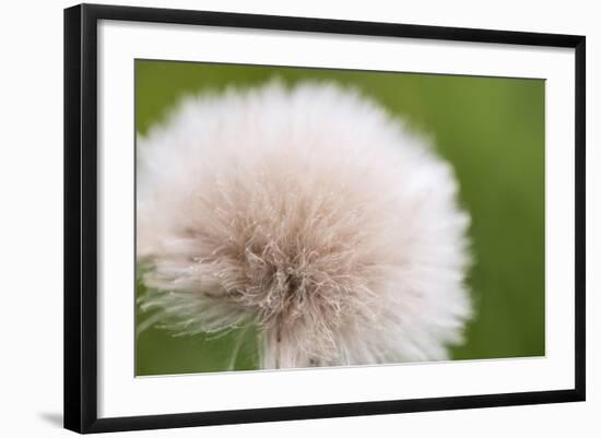 Rockefeller State Park Preserve, New York, USA Close up of a flora puff.-Karen Ann Sullivan-Framed Photographic Print