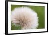 Rockefeller State Park Preserve, New York, USA Close up of a flora puff.-Karen Ann Sullivan-Framed Photographic Print