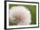 Rockefeller State Park Preserve, New York, USA Close up of a flora puff.-Karen Ann Sullivan-Framed Photographic Print