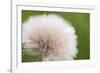 Rockefeller State Park Preserve, New York, USA Close up of a flora puff.-Karen Ann Sullivan-Framed Photographic Print