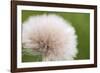 Rockefeller State Park Preserve, New York, USA Close up of a flora puff.-Karen Ann Sullivan-Framed Photographic Print