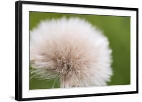 Rockefeller State Park Preserve, New York, USA Close up of a flora puff.-Karen Ann Sullivan-Framed Photographic Print