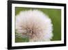 Rockefeller State Park Preserve, New York, USA Close up of a flora puff.-Karen Ann Sullivan-Framed Photographic Print