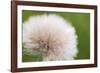 Rockefeller State Park Preserve, New York, USA Close up of a flora puff.-Karen Ann Sullivan-Framed Photographic Print