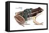 Rocket Frog (Colostethus Nubicola), Amphibians-Encyclopaedia Britannica-Framed Stretched Canvas