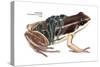 Rocket Frog (Colostethus Nubicola), Amphibians-Encyclopaedia Britannica-Stretched Canvas