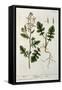 Rocket, Plate 242 from A Curious Herbal, Published 1782-Elizabeth Blackwell-Framed Stretched Canvas