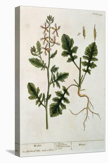 Rocket, Plate 242 from A Curious Herbal, Published 1782-Elizabeth Blackwell-Stretched Canvas