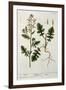 Rocket, Plate 242 from A Curious Herbal, Published 1782-Elizabeth Blackwell-Framed Giclee Print