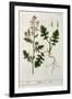 Rocket, Plate 242 from A Curious Herbal, Published 1782-Elizabeth Blackwell-Framed Giclee Print