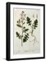 Rocket, Plate 242 from A Curious Herbal, Published 1782-Elizabeth Blackwell-Framed Giclee Print