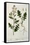 Rocket, Plate 242 from A Curious Herbal, Published 1782-Elizabeth Blackwell-Framed Stretched Canvas