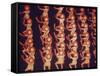 Rockettes: Radio City-Art Rickerby-Framed Stretched Canvas