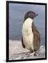 Rockhopper Penguin chick. Falkland Islands-Martin Zwick-Framed Photographic Print