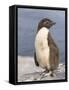 Rockhopper Penguin chick. Falkland Islands-Martin Zwick-Framed Stretched Canvas
