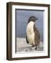 Rockhopper Penguin chick. Falkland Islands-Martin Zwick-Framed Photographic Print