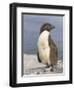 Rockhopper Penguin chick. Falkland Islands-Martin Zwick-Framed Photographic Print