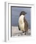 Rockhopper Penguin chick. Falkland Islands-Martin Zwick-Framed Photographic Print