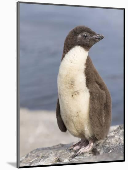 Rockhopper Penguin chick. Falkland Islands-Martin Zwick-Mounted Photographic Print