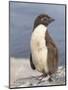 Rockhopper Penguin chick. Falkland Islands-Martin Zwick-Mounted Photographic Print