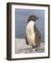 Rockhopper Penguin chick. Falkland Islands-Martin Zwick-Framed Photographic Print