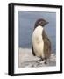 Rockhopper Penguin chick. Falkland Islands-Martin Zwick-Framed Photographic Print