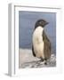 Rockhopper Penguin chick. Falkland Islands-Martin Zwick-Framed Photographic Print