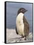 Rockhopper Penguin chick. Falkland Islands-Martin Zwick-Framed Stretched Canvas