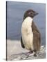 Rockhopper Penguin chick. Falkland Islands-Martin Zwick-Stretched Canvas