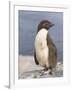Rockhopper Penguin chick. Falkland Islands-Martin Zwick-Framed Photographic Print