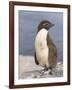 Rockhopper Penguin chick. Falkland Islands-Martin Zwick-Framed Photographic Print