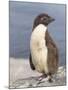 Rockhopper Penguin chick. Falkland Islands-Martin Zwick-Mounted Photographic Print