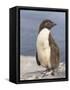 Rockhopper Penguin chick. Falkland Islands-Martin Zwick-Framed Stretched Canvas