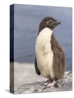 Rockhopper Penguin chick. Falkland Islands-Martin Zwick-Stretched Canvas