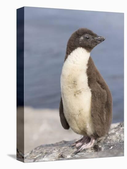 Rockhopper Penguin chick. Falkland Islands-Martin Zwick-Stretched Canvas