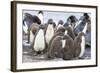 Rockhopper Penguin Chicks in Creche or Kindergarten-Martin Zwick-Framed Photographic Print