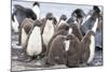 Rockhopper Penguin Chicks in Creche or Kindergarten-Martin Zwick-Mounted Photographic Print