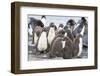 Rockhopper Penguin Chicks in Creche or Kindergarten-Martin Zwick-Framed Photographic Print