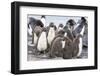 Rockhopper Penguin Chicks in Creche or Kindergarten-Martin Zwick-Framed Photographic Print