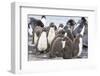 Rockhopper Penguin Chicks in Creche or Kindergarten-Martin Zwick-Framed Photographic Print