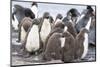 Rockhopper Penguin Chicks in Creche or Kindergarten-Martin Zwick-Mounted Photographic Print