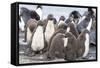 Rockhopper Penguin Chicks in Creche or Kindergarten-Martin Zwick-Framed Stretched Canvas