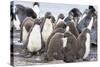 Rockhopper Penguin Chicks in Creche or Kindergarten-Martin Zwick-Stretched Canvas