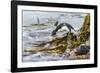 Rockhopper Penguin Climbing down the cliffs to jump into the sea. Falkland Islands-Martin Zwick-Framed Photographic Print