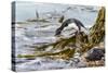 Rockhopper Penguin Climbing down the cliffs to jump into the sea. Falkland Islands-Martin Zwick-Stretched Canvas