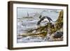 Rockhopper Penguin Climbing down the cliffs to jump into the sea. Falkland Islands-Martin Zwick-Framed Photographic Print